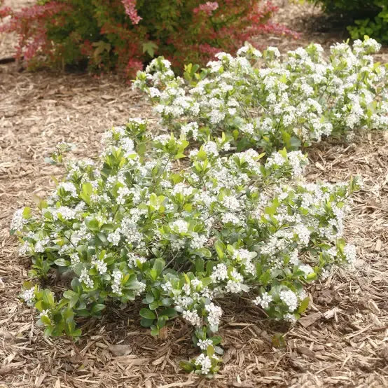 Aronia Melanocarpa 'low Scape Snowfire' - View 15 from www redcrocus com