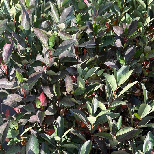 Aronia Melanocarpa 'low Scape Snowfire' - View 17 from www redcrocus com