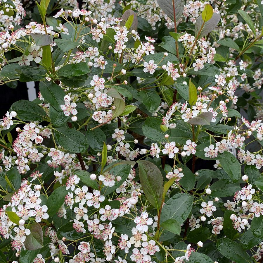 Aronia Melanocarpa 'low Scape Snowfire' - View 18 from www redcrocus com