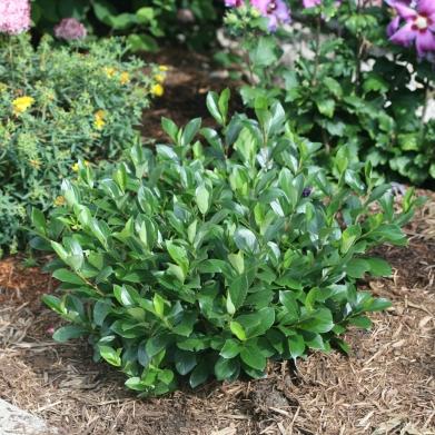 Aronia Melanocarpa 'low Scape Snowfire' - View 19 from www redcrocus com