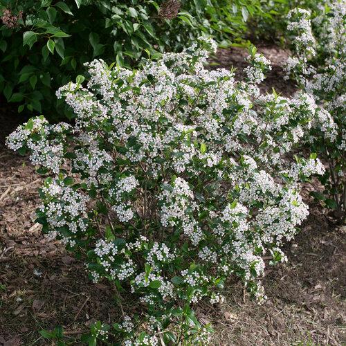 Aronia Melanocarpa 'low Scape Snowfire' - View 1 from www redcrocus com