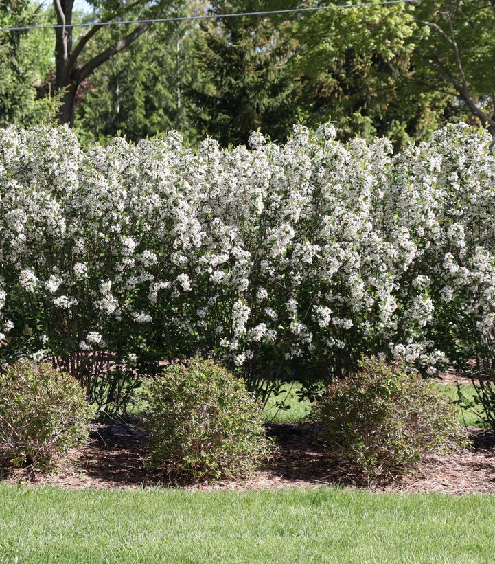 Aronia Melanocarpa 'low Scape Snowfire' - View 20 from www redcrocus com