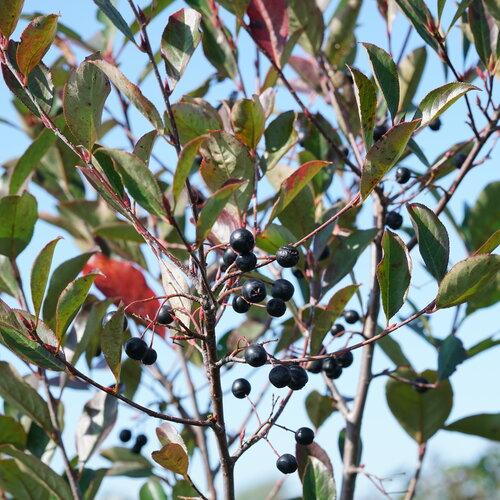 Aronia Melanocarpa 'low Scape Snowfire' - View 21 from www redcrocus com