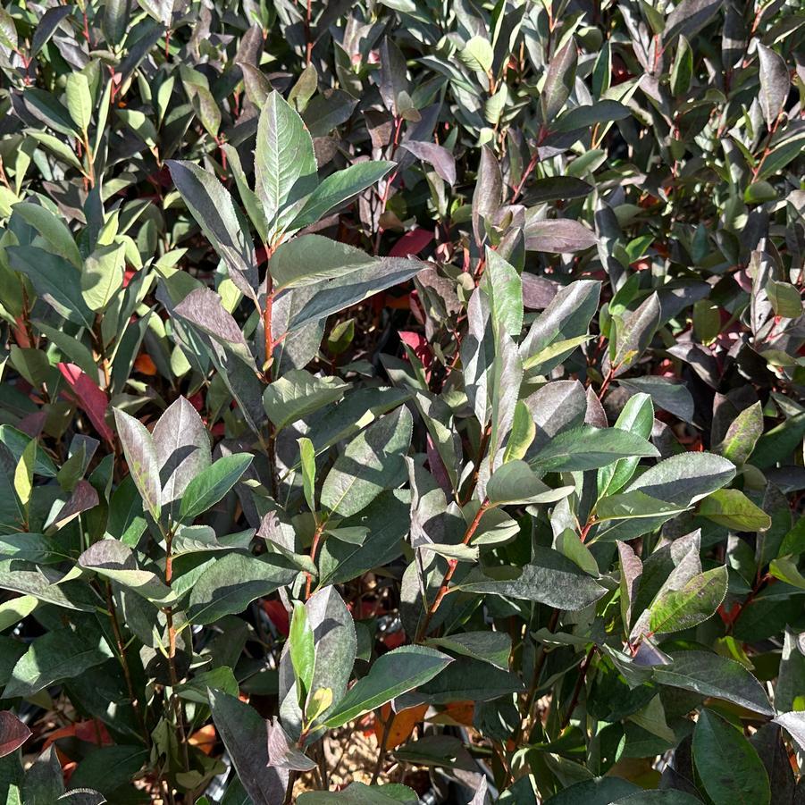 Aronia Melanocarpa 'low Scape Snowfire' - View 22 from www redcrocus com