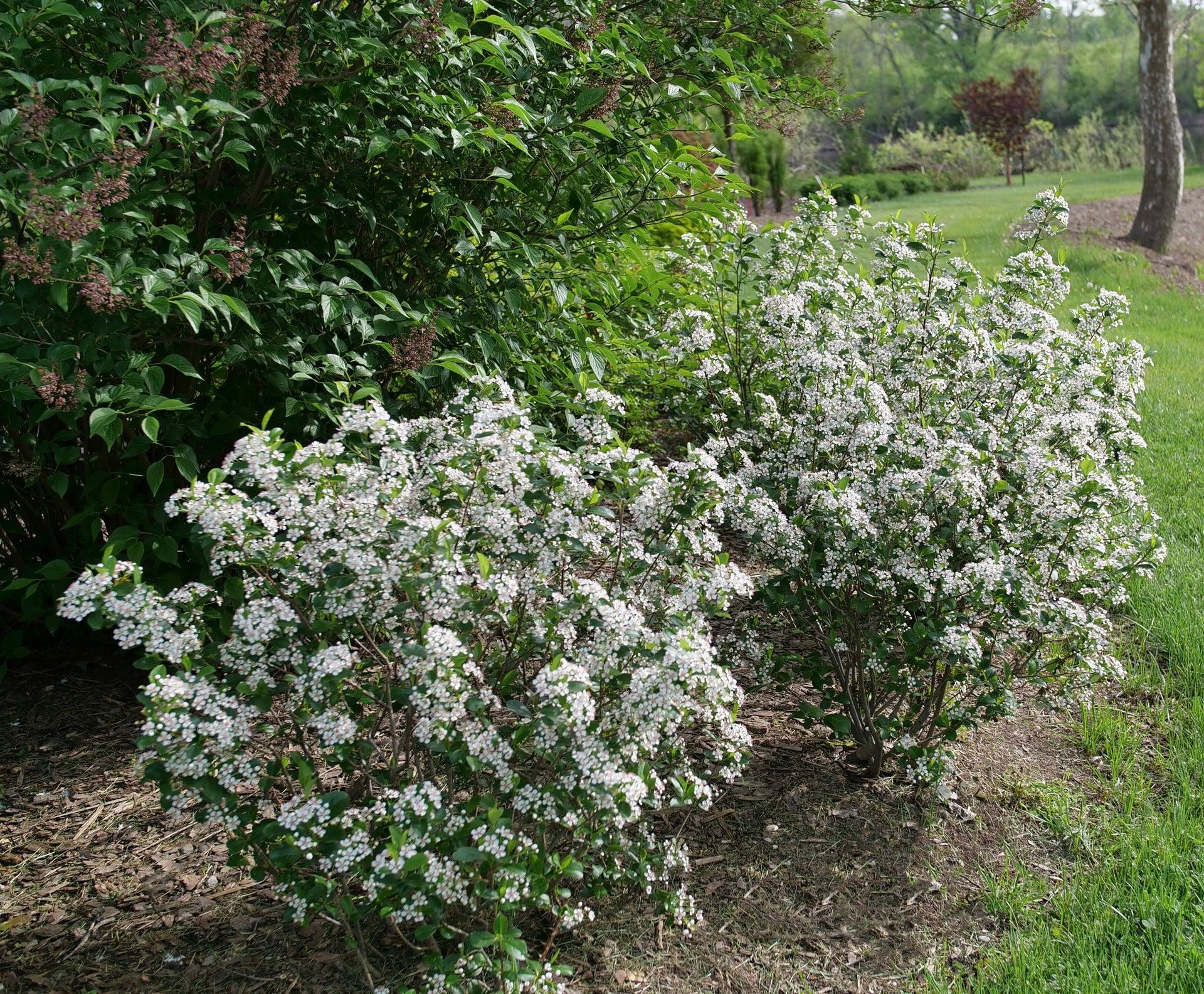 Aronia Melanocarpa 'low Scape Snowfire' - View 23 from www redcrocus com