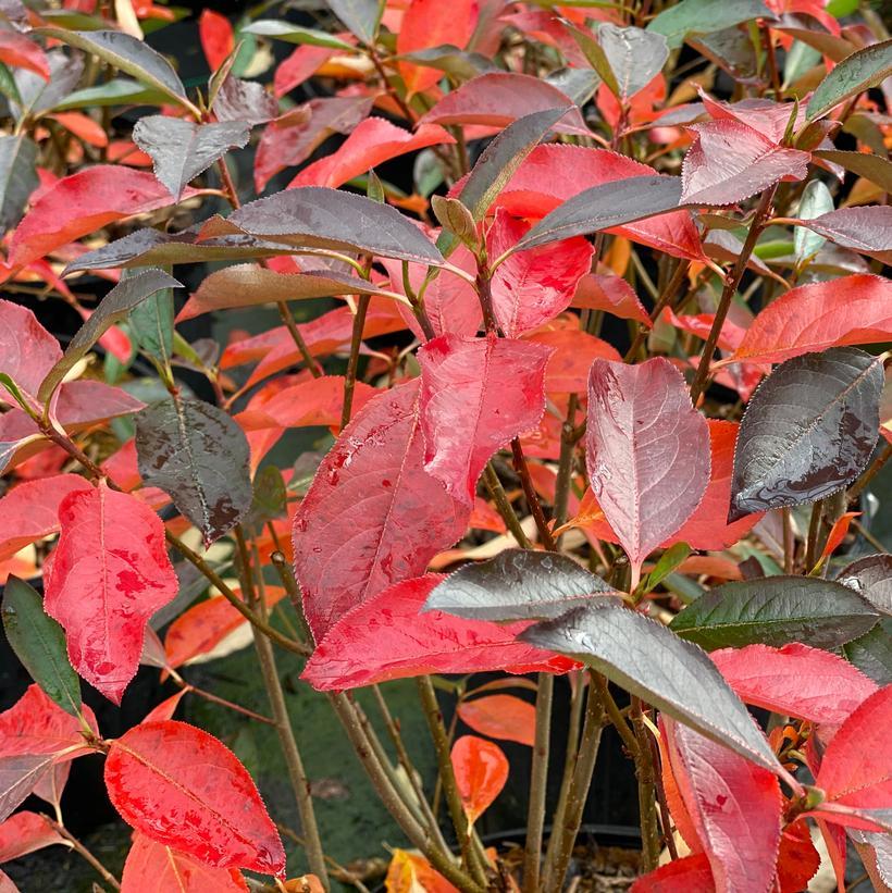 Aronia Melanocarpa 'low Scape Snowfire' - View 24 from www redcrocus com