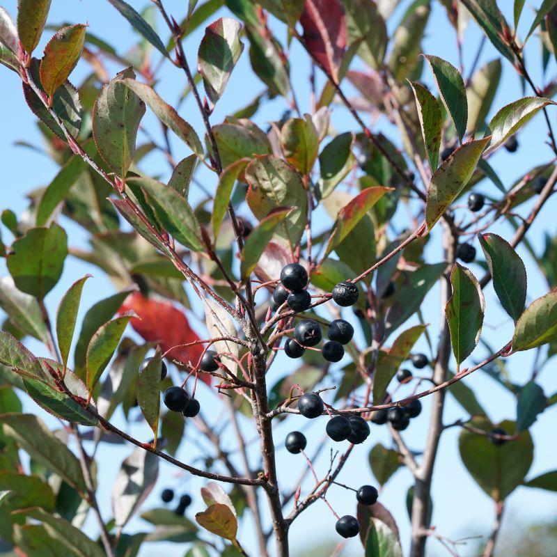 Aronia Melanocarpa 'low Scape Snowfire' - View 25 from www redcrocus com
