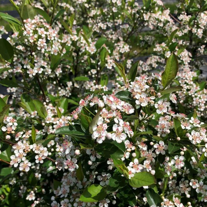 Aronia Melanocarpa 'low Scape Snowfire' - View 27 from www redcrocus com