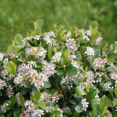 Aronia Melanocarpa 'low Scape Snowfire' - View 28 from www redcrocus com