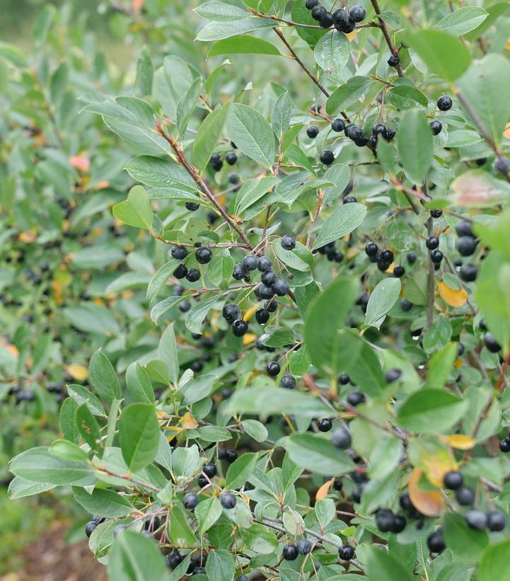 Aronia Melanocarpa 'low Scape Snowfire' - View 29 from www redcrocus com