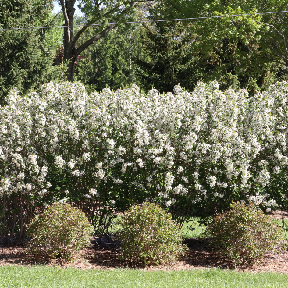 Aronia Melanocarpa 'low Scape Snowfire' - View 2 from www redcrocus com