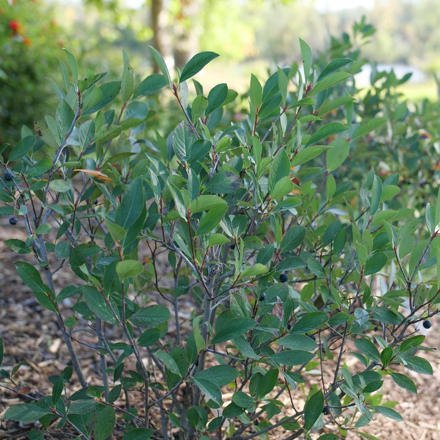 Aronia Melanocarpa 'low Scape Snowfire' - View 33 from www redcrocus com