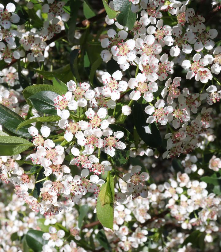 Aronia Melanocarpa 'low Scape Snowfire' - View 34 from www redcrocus com
