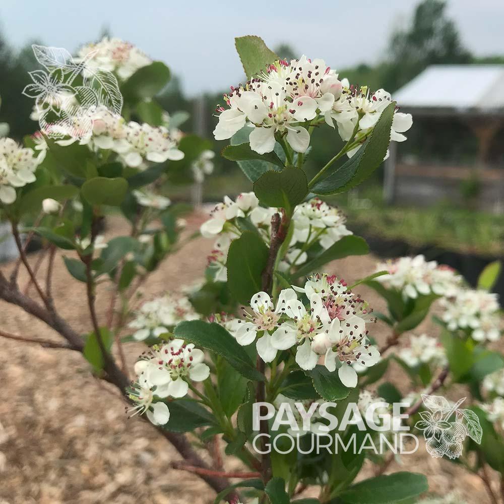 Aronia Melanocarpa 'low Scape Snowfire' - View 35 from www redcrocus com