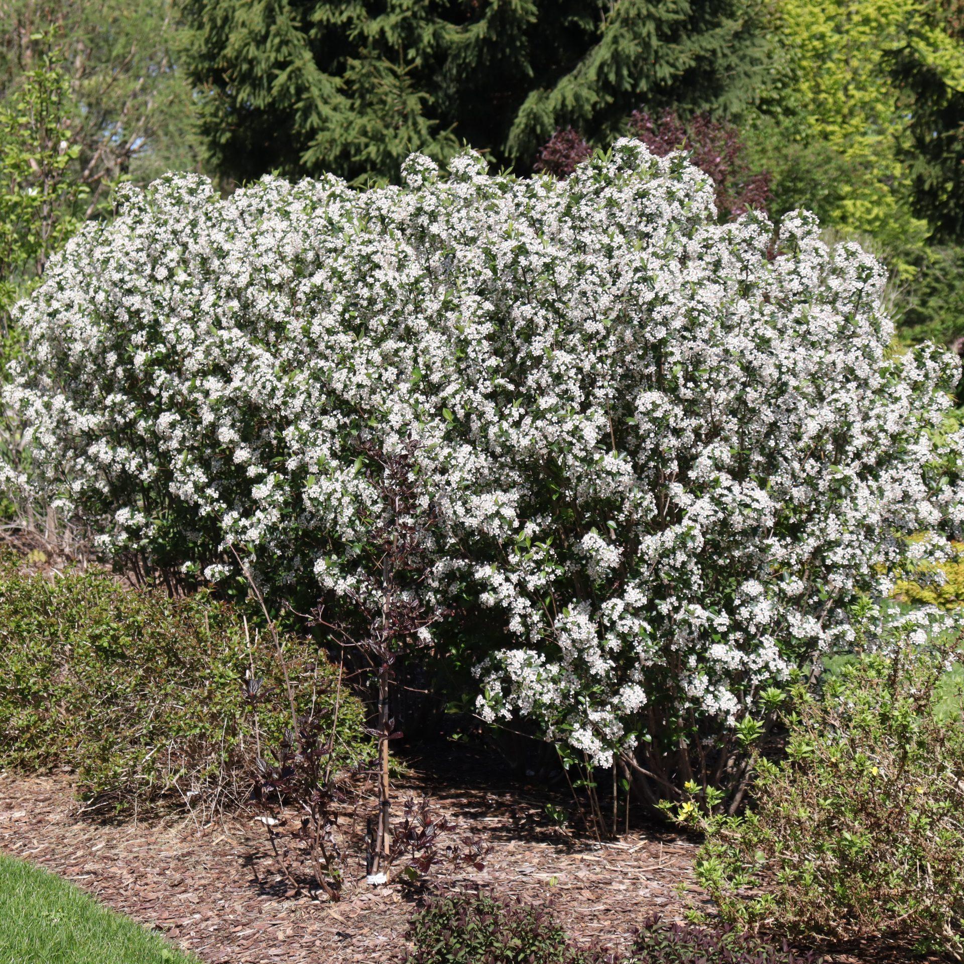 Aronia Melanocarpa 'low Scape Snowfire' - View 36 from www redcrocus com