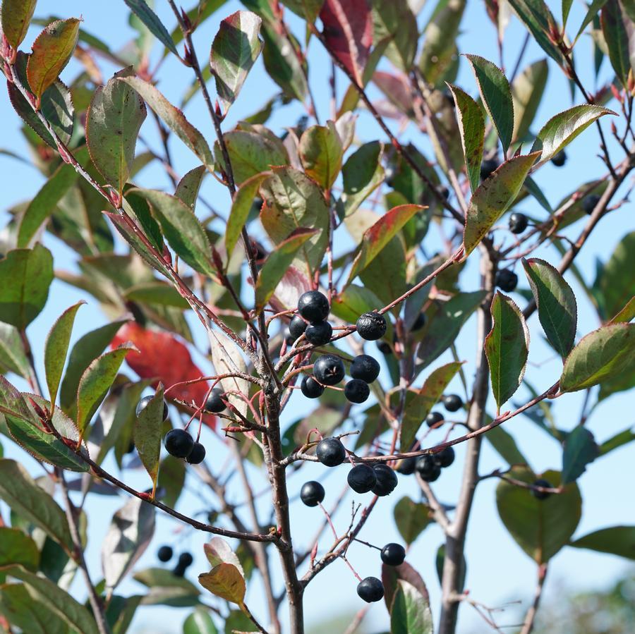 Aronia Melanocarpa 'low Scape Snowfire' - View 37 from www redcrocus com
