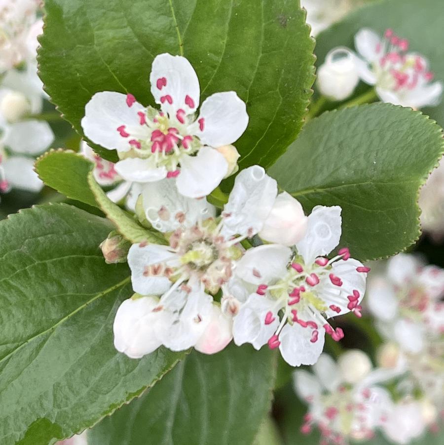 Aronia Melanocarpa 'low Scape Snowfire' - View 4 from www redcrocus com