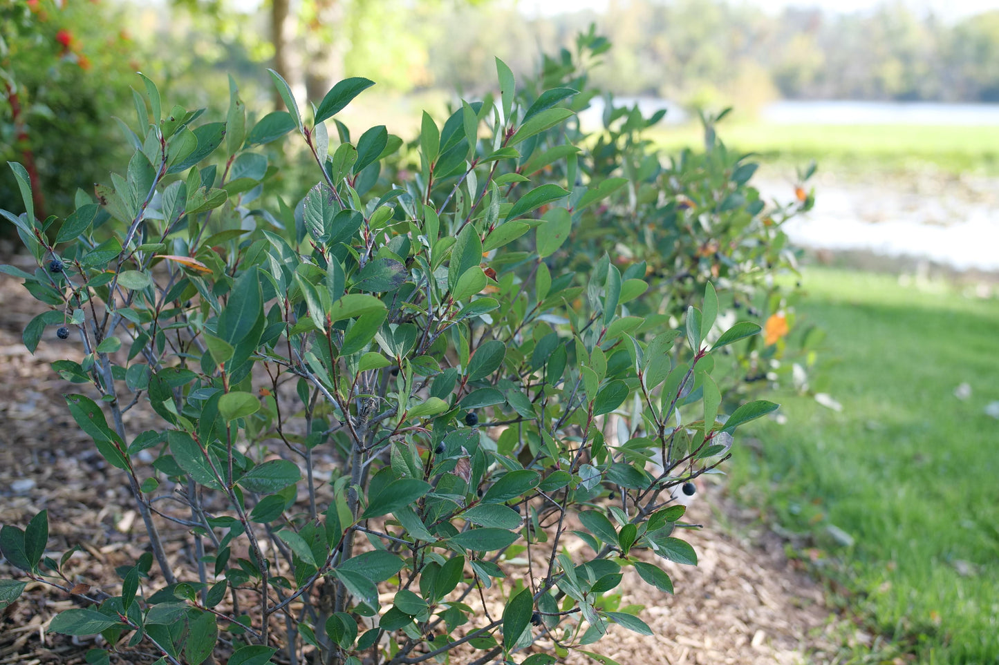 Aronia Melanocarpa 'low Scape Snowfire' - View 5 from www redcrocus com
