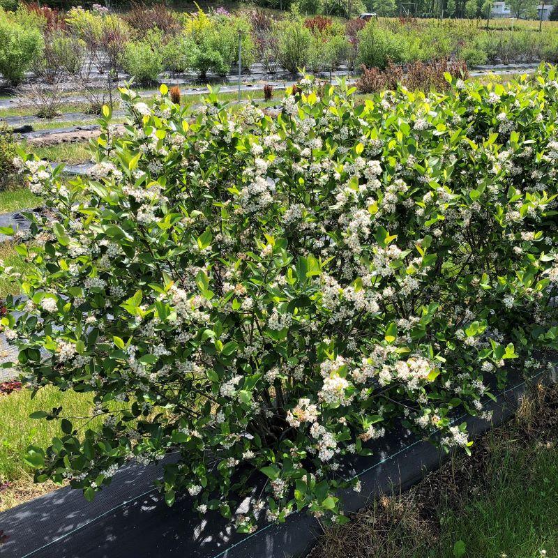 Aronia Melanocarpa 'low Scape Snowfire' - View 6 from www redcrocus com