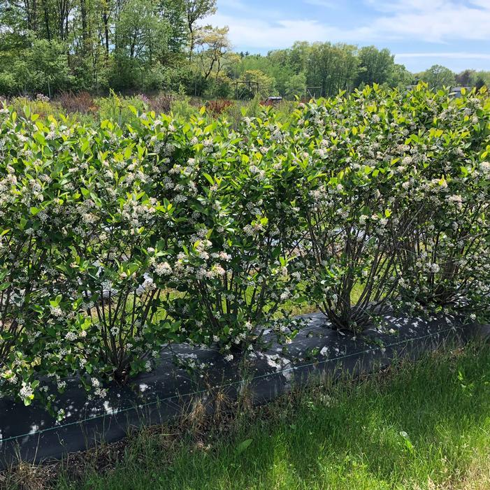 Aronia Melanocarpa 'low Scape Snowfire' - View 7 from www redcrocus com