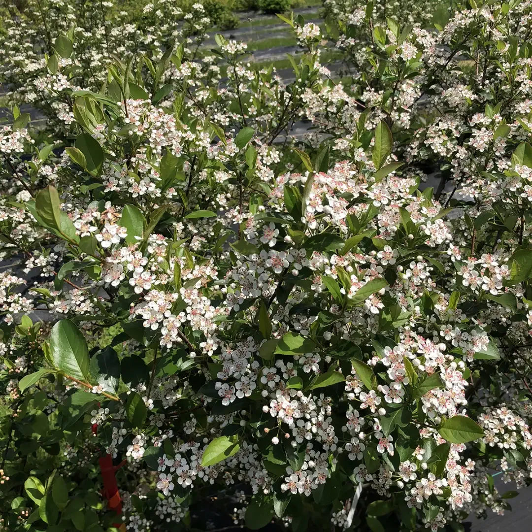 Aronia Melanocarpa 'low Scape Snowfire' - View 8 from www redcrocus com