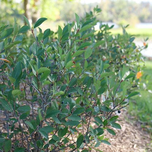Aronia Melanocarpa 'low Scape Snowfire' - View 9 from www redcrocus com