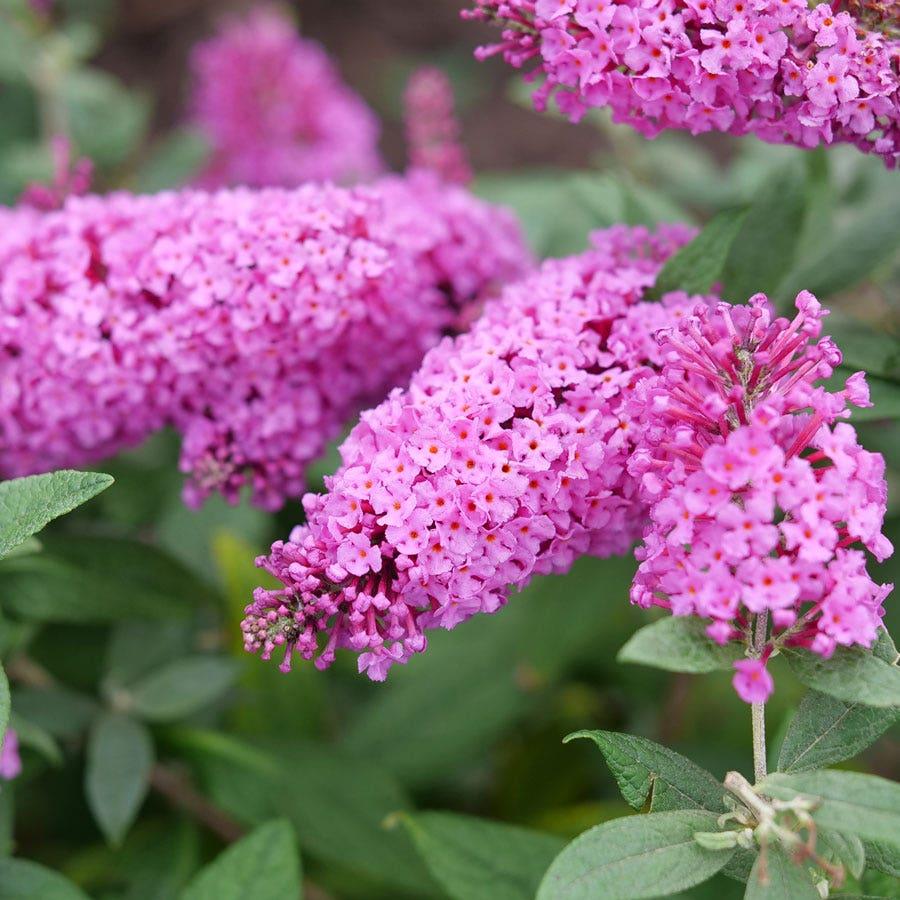 Buddleia Davidii 'pugster Pinker' - View 14 from www redcrocus com