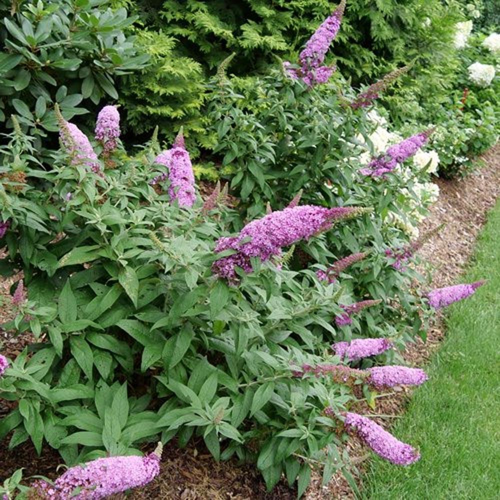 Buddleia Davidii 'pugster Pinker' - View 15 from www redcrocus com