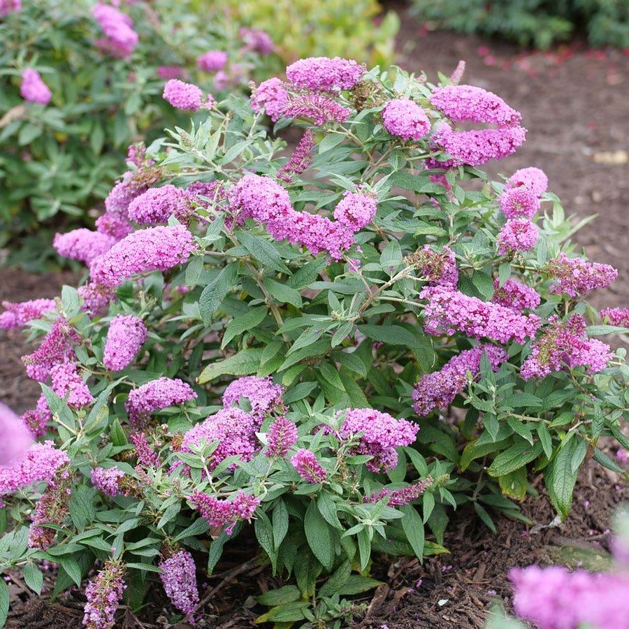 Buddleia Davidii 'pugster Pinker' - View 1 from www redcrocus com
