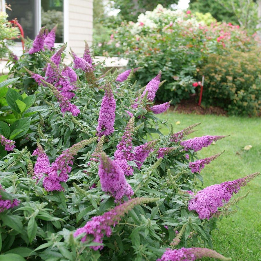 Buddleia Davidii 'pugster Pinker' - View 23 from www redcrocus com