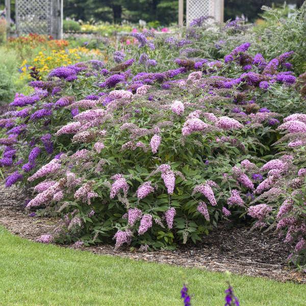 Buddleia Davidii 'pugster Pinker' - View 24 from www redcrocus com