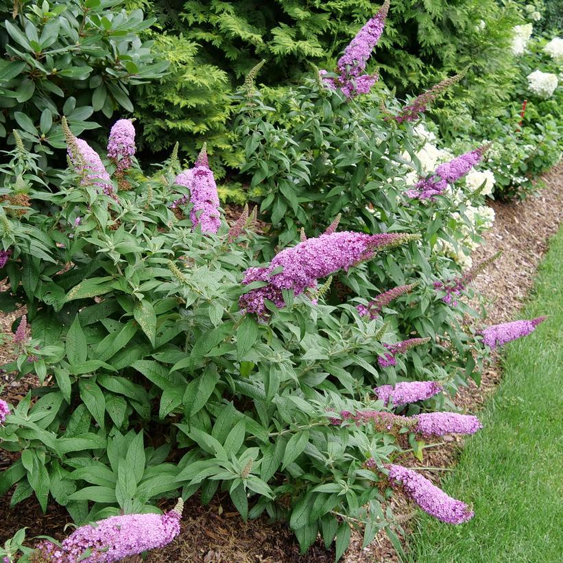 Buddleia Davidii 'pugster Pinker' - View 25 from www redcrocus com