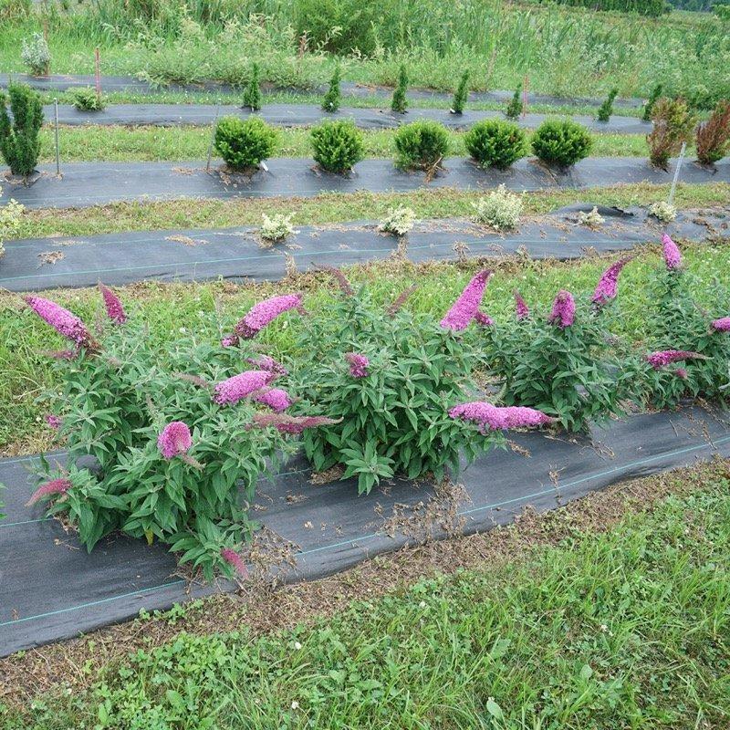 Buddleia Davidii 'pugster Pinker' - View 26 from www redcrocus com