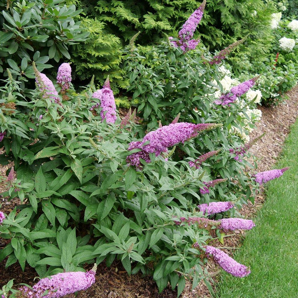 Buddleia Davidii 'pugster Pinker' - View 2 from www redcrocus com
