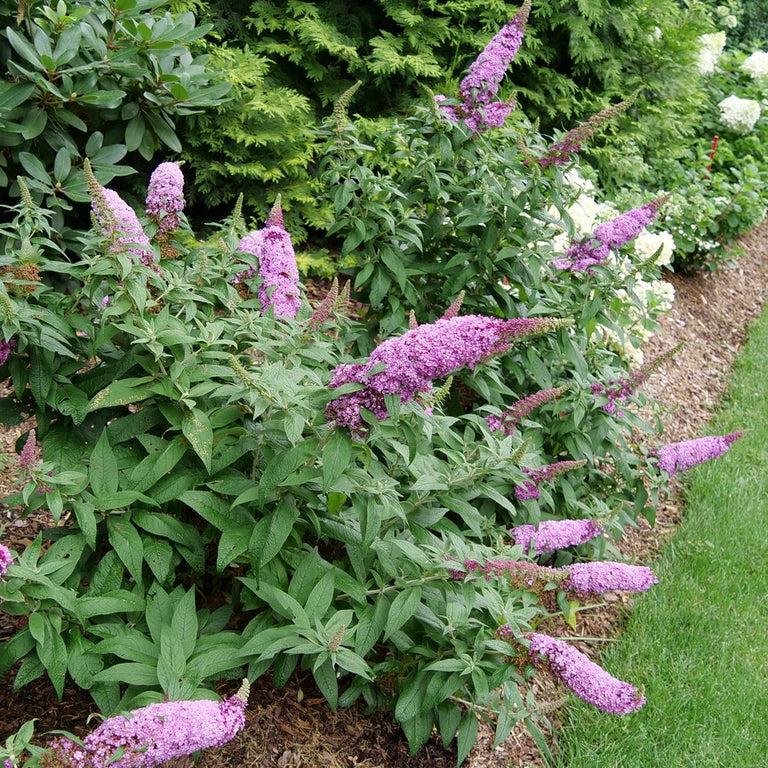 Buddleia Davidii 'pugster Pinker' - View 30 from www redcrocus com
