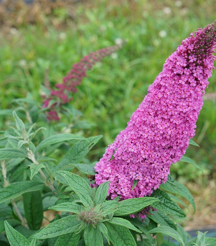 Buddleia Davidii 'pugster Pinker' - View 33 from www redcrocus com