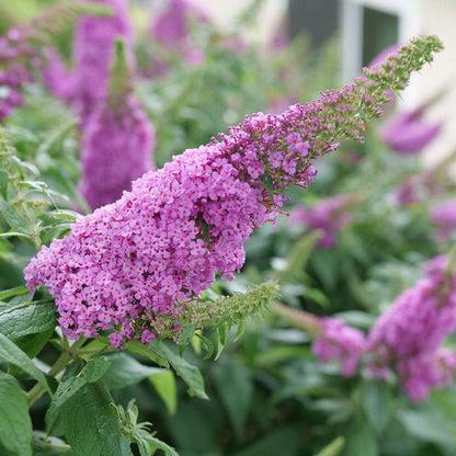 Buddleia Davidii 'pugster Pinker' - View 35 from www redcrocus com