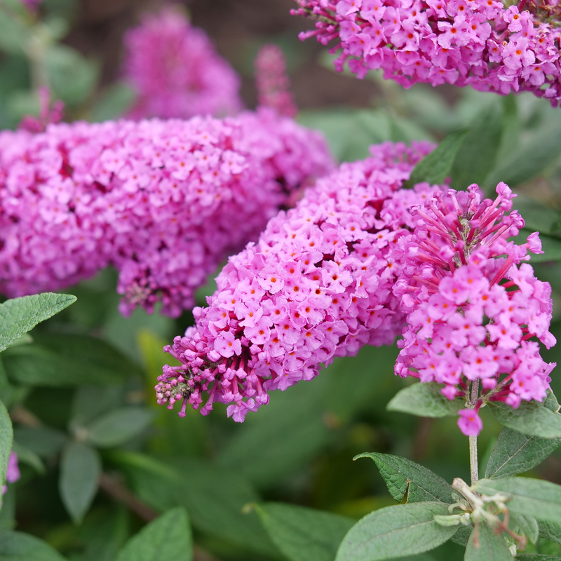 Buddleia Davidii 'pugster Pinker' - View 5 from www redcrocus com