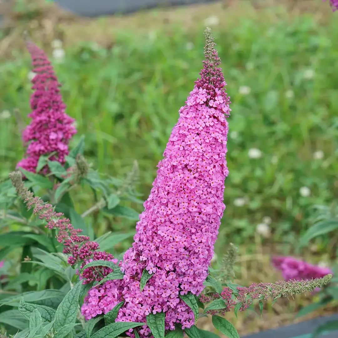 Buddleia Davidii 'pugster Pinker' - View 7 from www redcrocus com