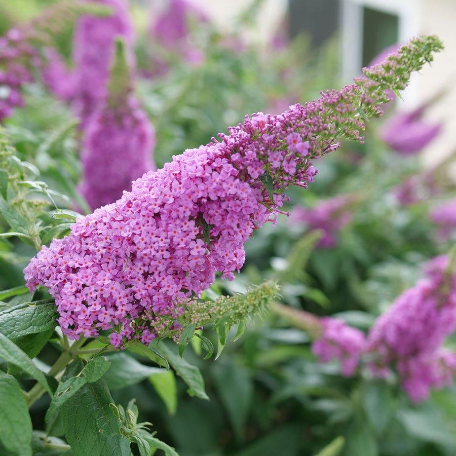 Buddleia Davidii 'pugster Pinker' - View 9 from www redcrocus com