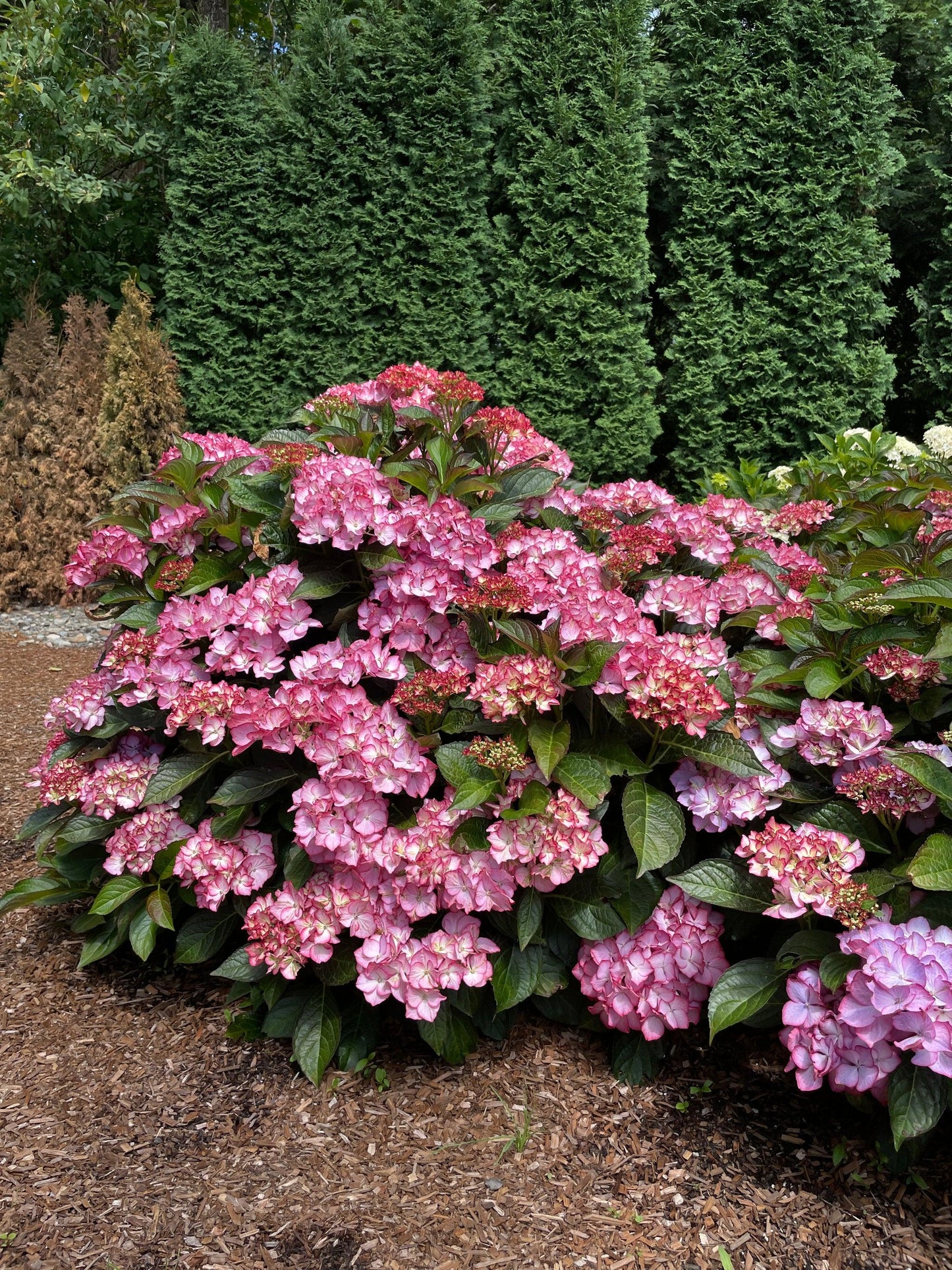 Hydrangea Macrophylla 'kimono' - View 10 from www redcrocus com