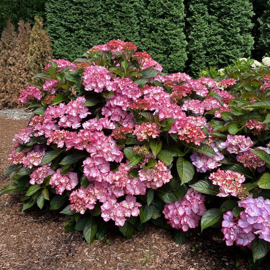 Hydrangea Macrophylla 'kimono' - View 11 from www redcrocus com