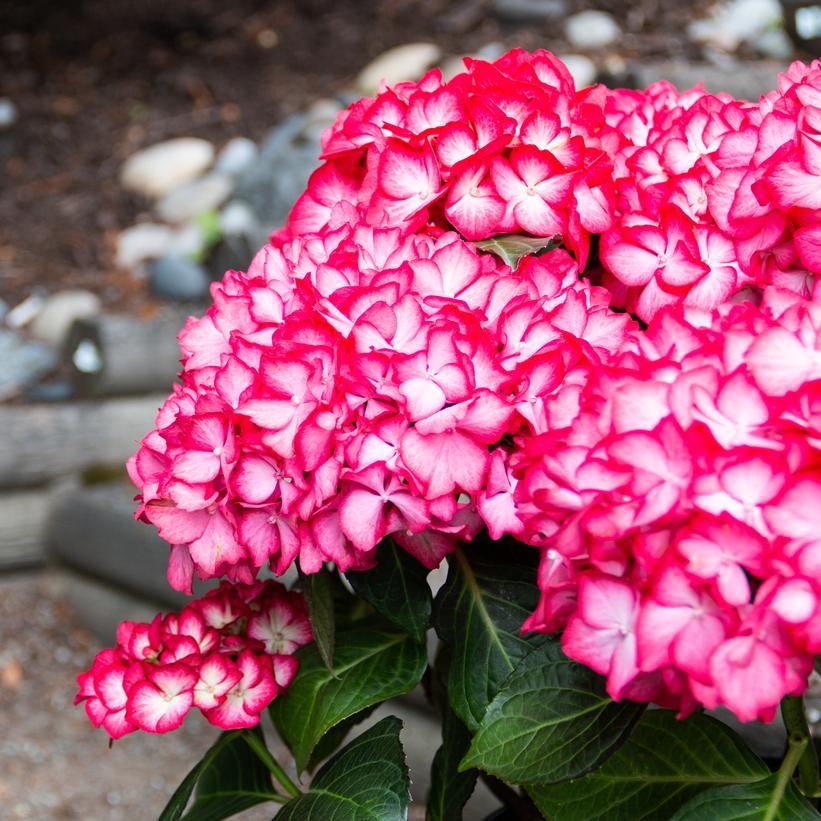 Hydrangea Macrophylla 'kimono' - View 16 from www redcrocus com