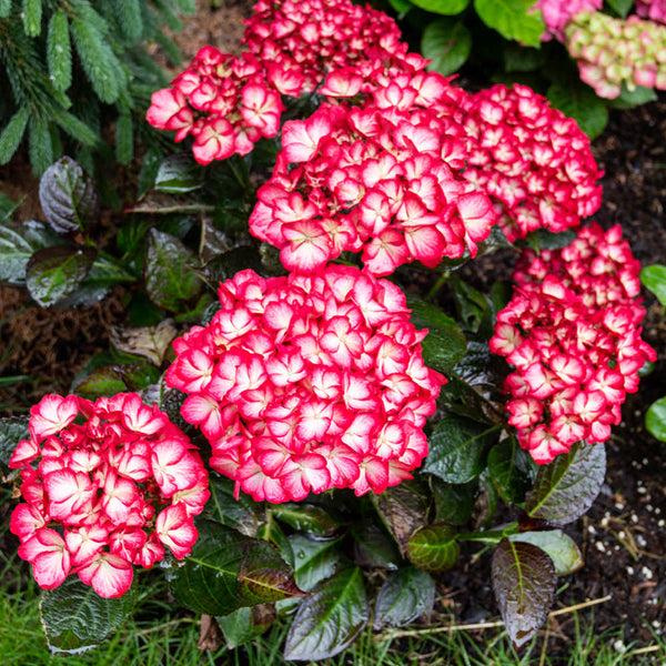 Hydrangea Macrophylla 'kimono' - View 17 from www redcrocus com