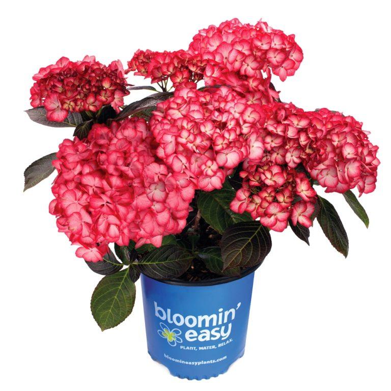 Hydrangea Macrophylla 'kimono' - View 19 from www redcrocus com