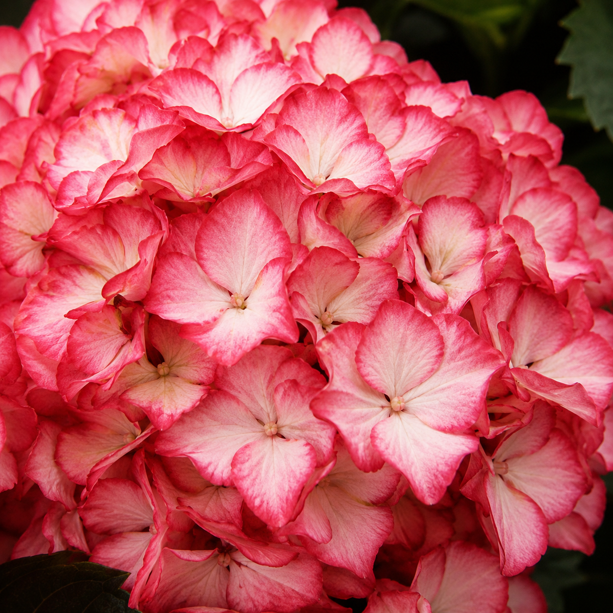 Hydrangea Macrophylla 'kimono' - View 20 from www redcrocus com