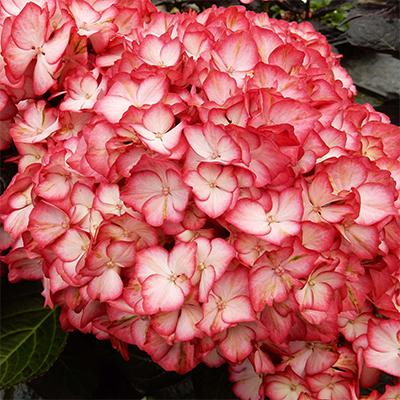 Hydrangea Macrophylla 'kimono' - View 23 from www redcrocus com