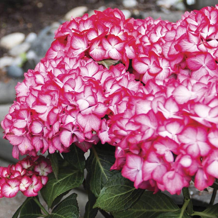 Hydrangea Macrophylla 'kimono' - View 28 from www redcrocus com