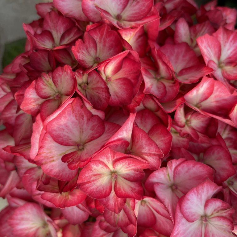 Hydrangea Macrophylla 'kimono' - View 29 from www redcrocus com