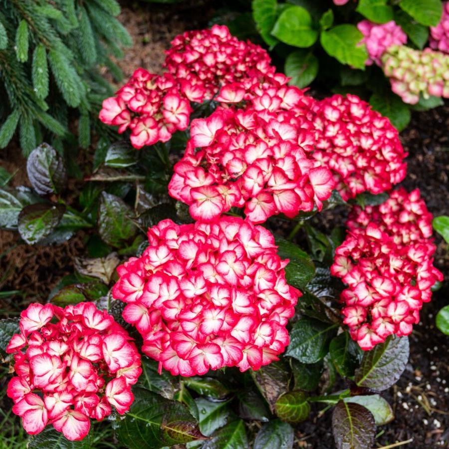 Hydrangea Macrophylla 'kimono' - View 30 from www redcrocus com